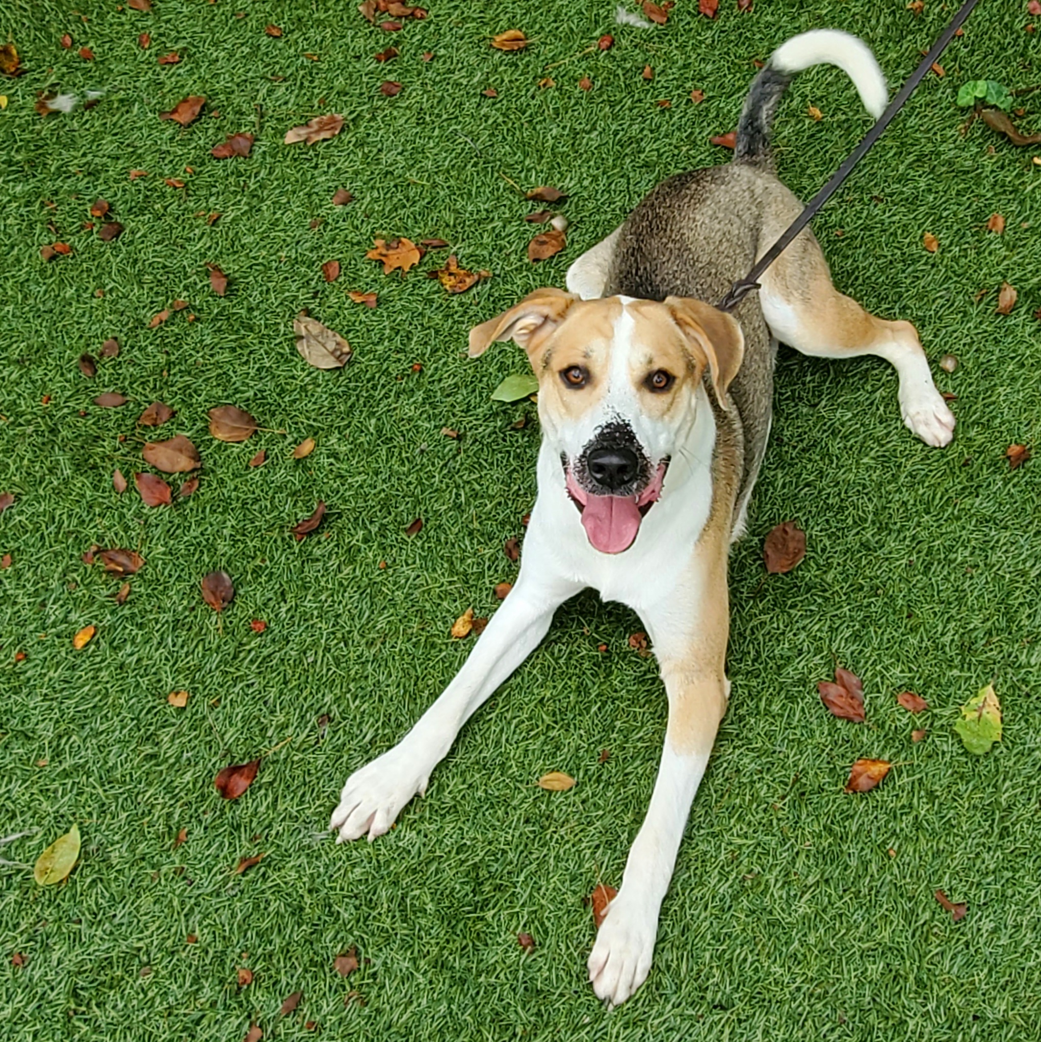 Enlarge Obi, a Adoptable mixed breed in Port Washington, NY image 5/5