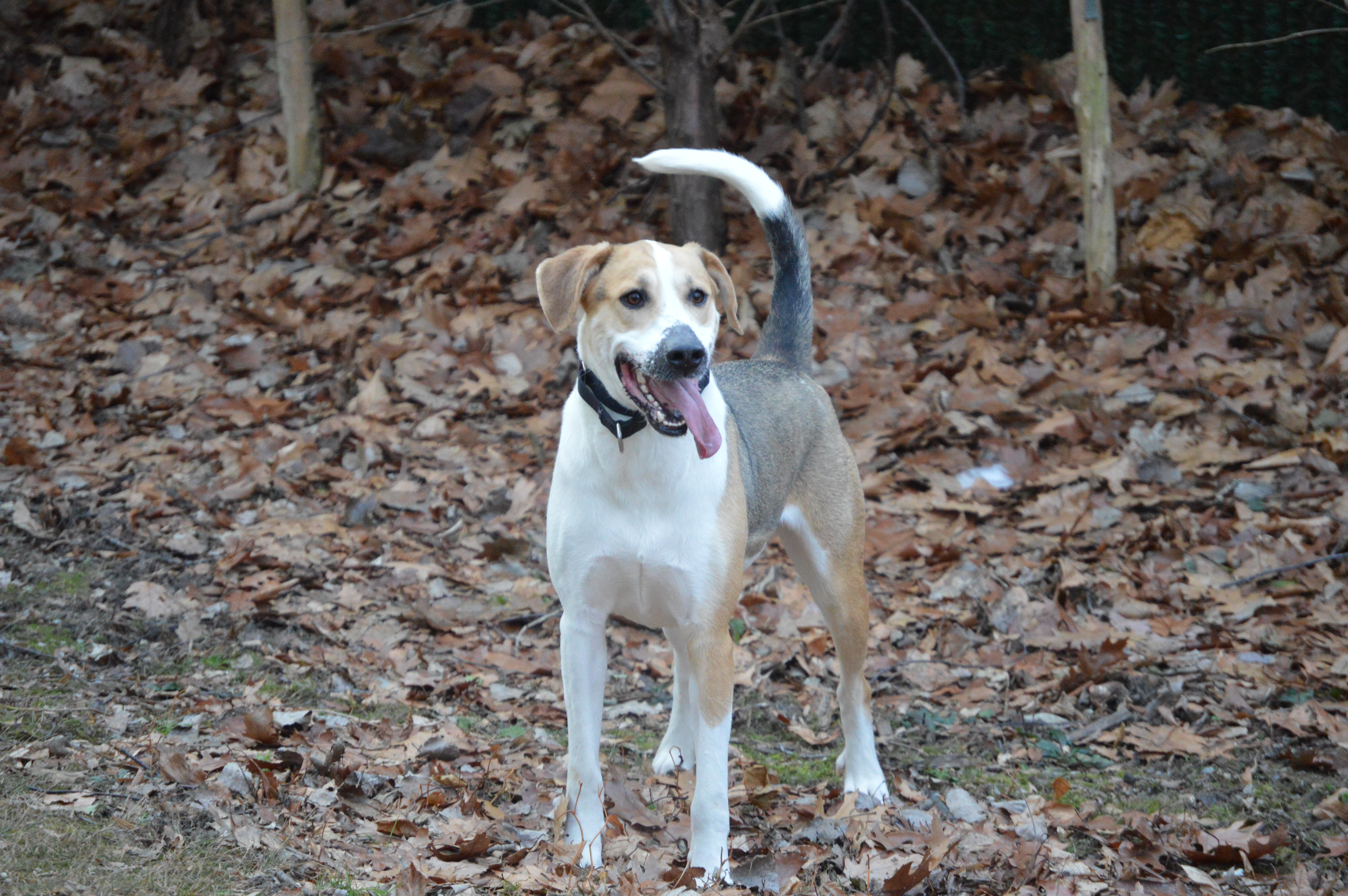 Enlarge Obi, a Adoptable mixed breed in Port Washington, NY image 2/5