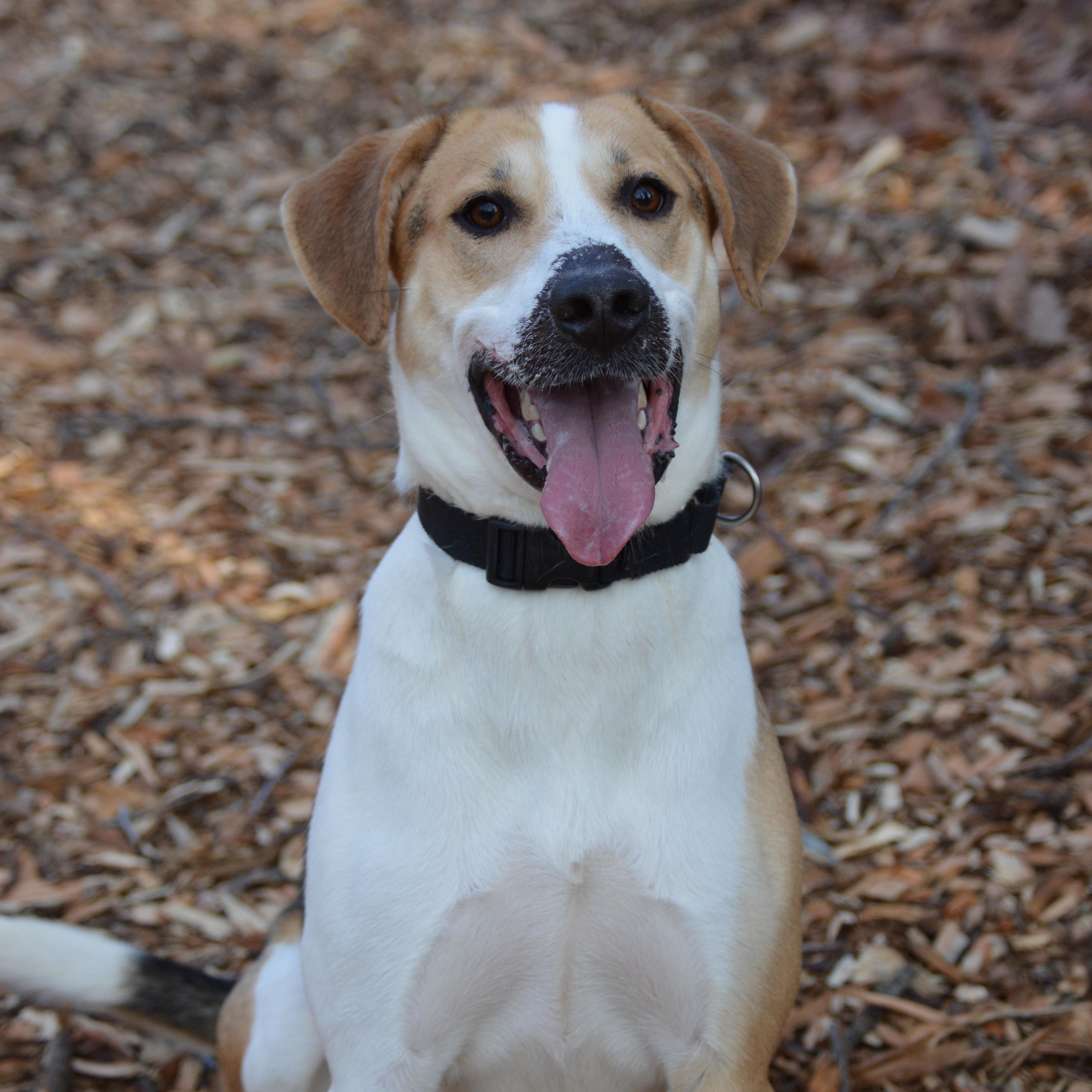 Obi, Adoptable, Adult Male Hound.