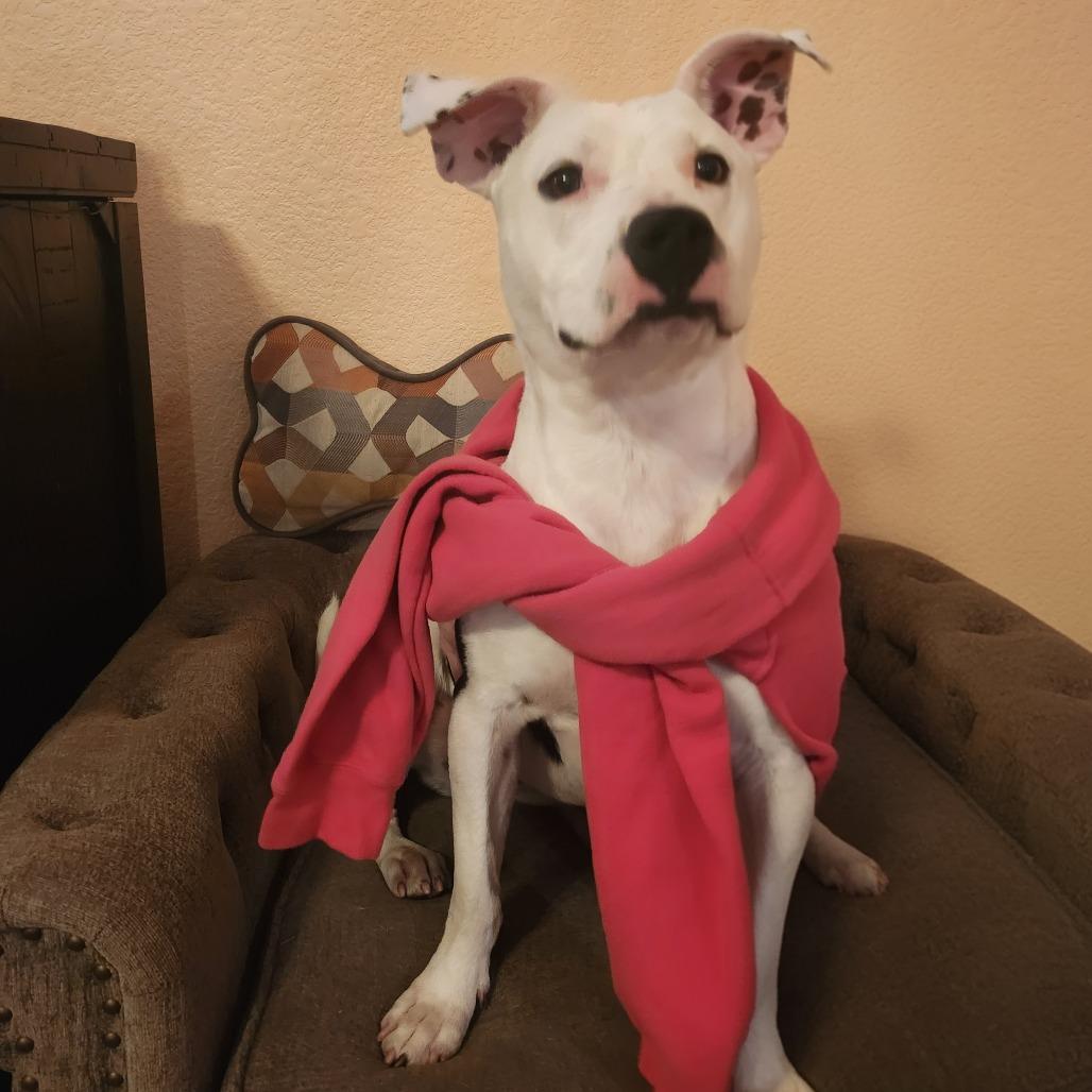 141 (2026) Patty, Adoptable, Young Female Mixed Breed.