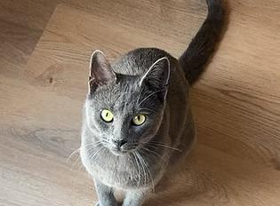 Charleston, Adoptable, Adult Male Domestic Short Hair.