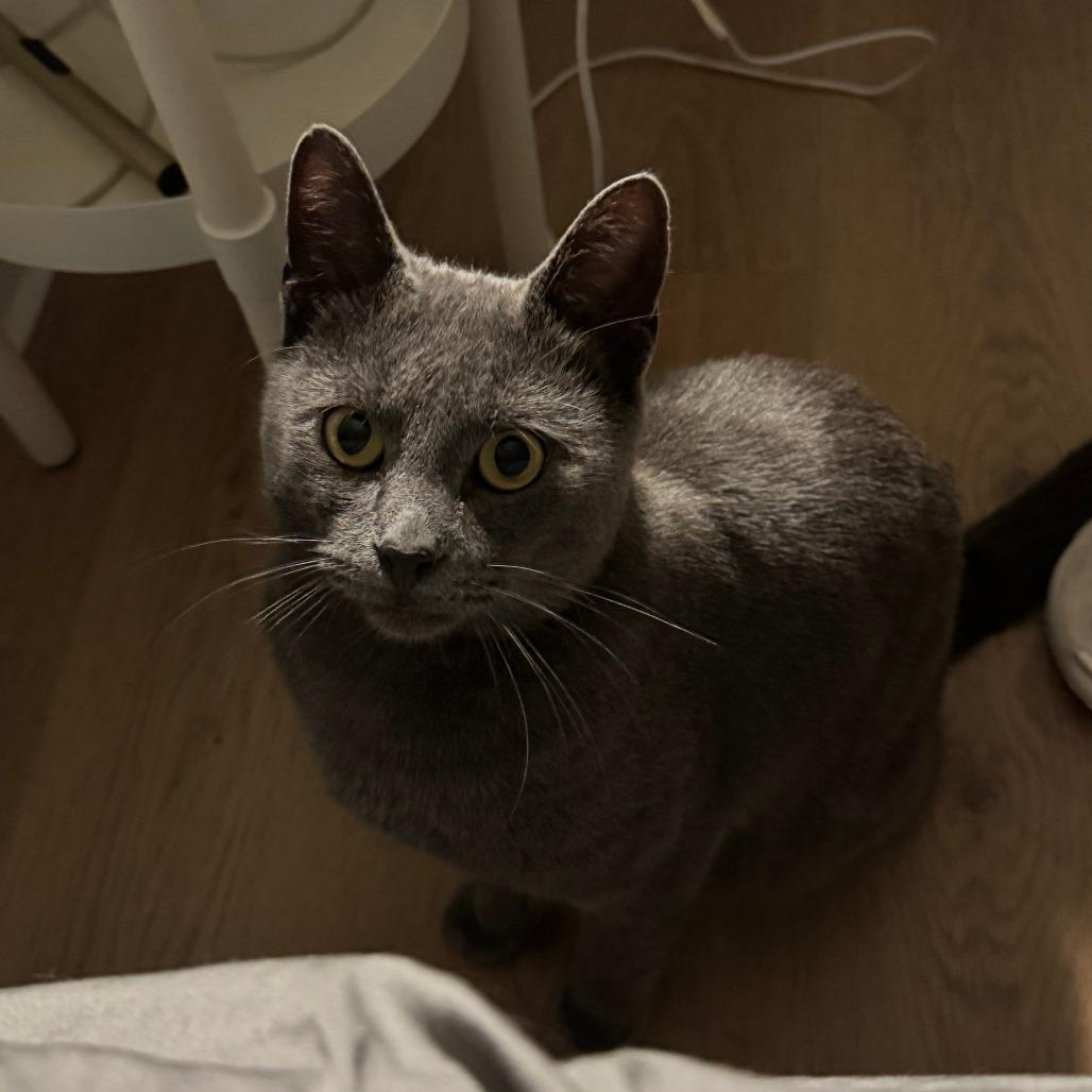 Enlarge Charleston, a Adoptable Domestic Short Hair in Evanston, IL image 2/2