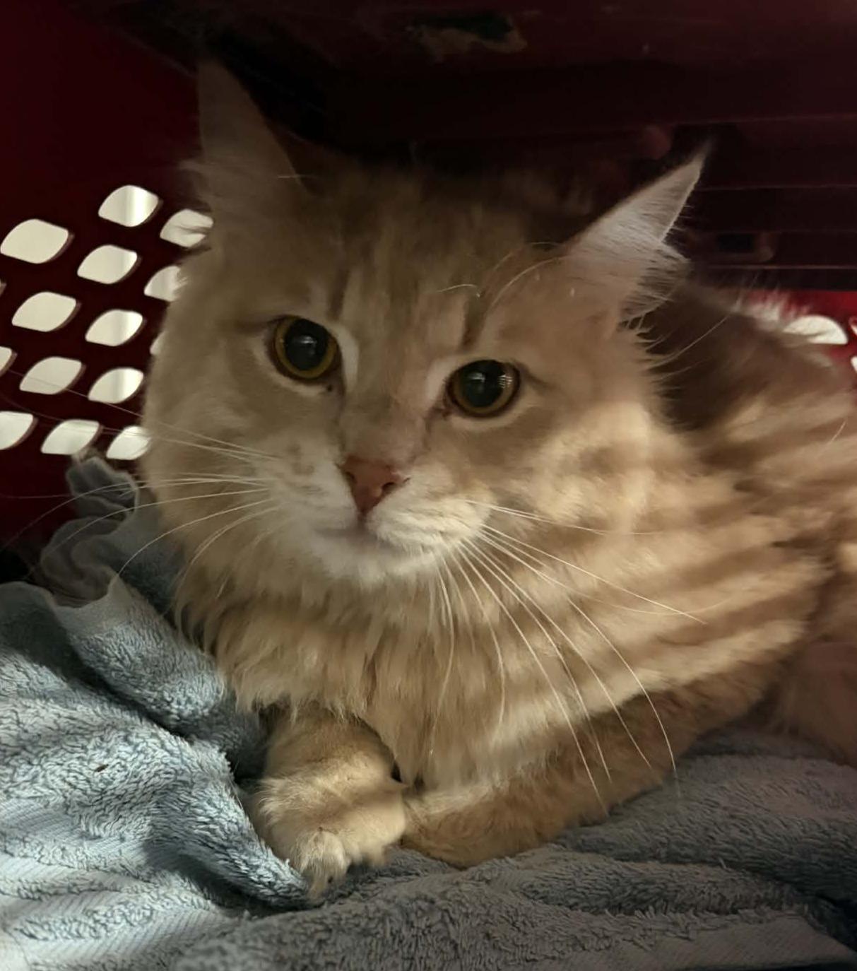 Enlarge Chance, a ADOPTABLE Domestic Long Hair in Allegan, MI image 1/1