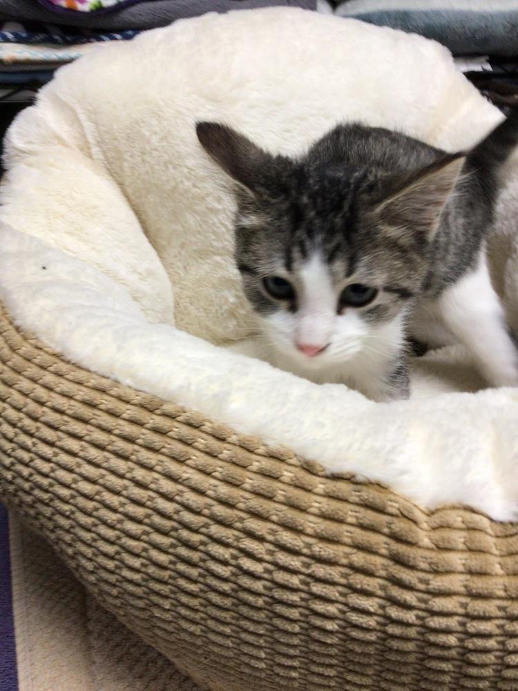 Gohan, Adoptable, Young Male Domestic Short Hair.