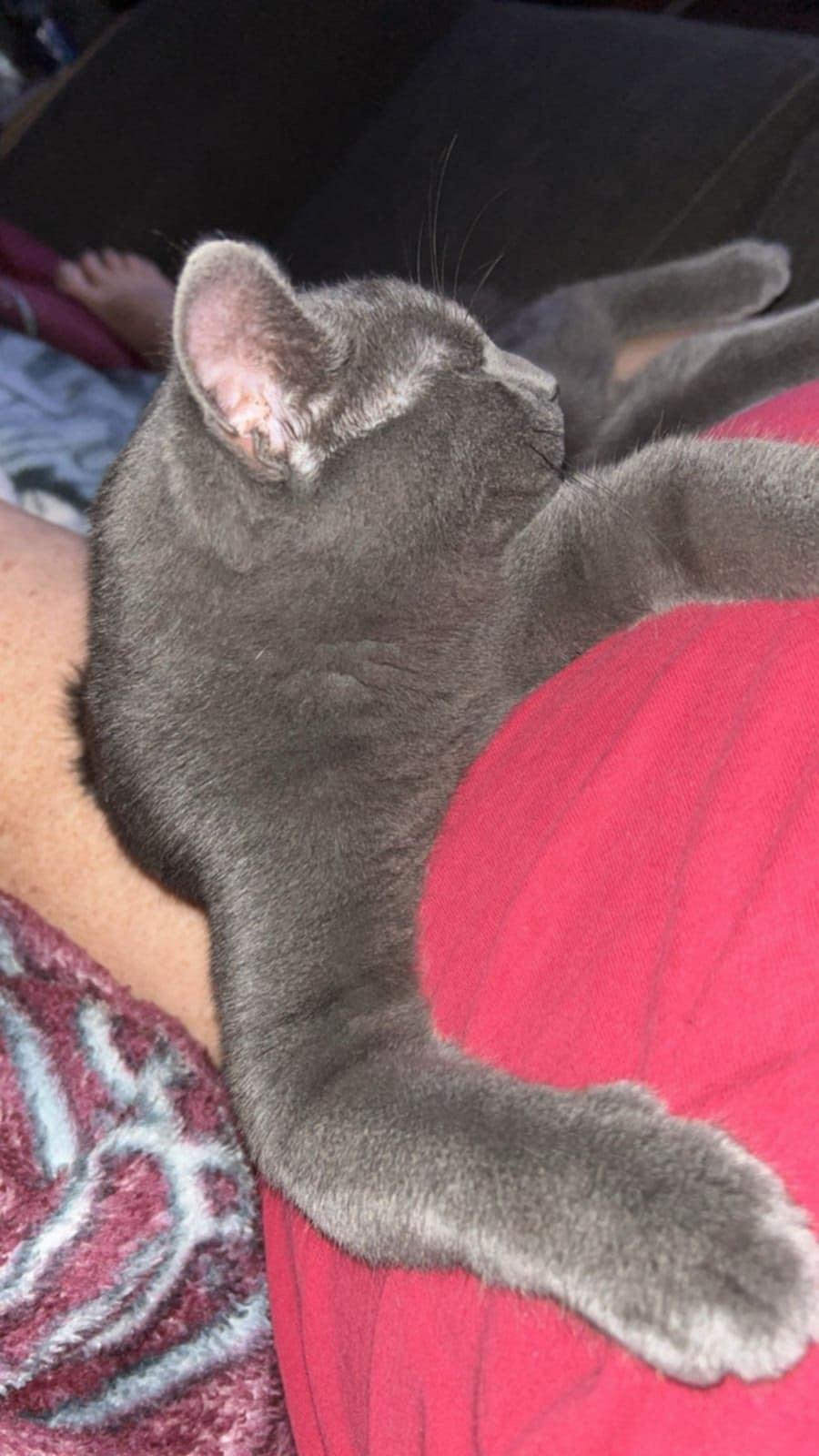 Berizol, a Adoptable Domestic Short Hair in Trinity, NC image 1/4