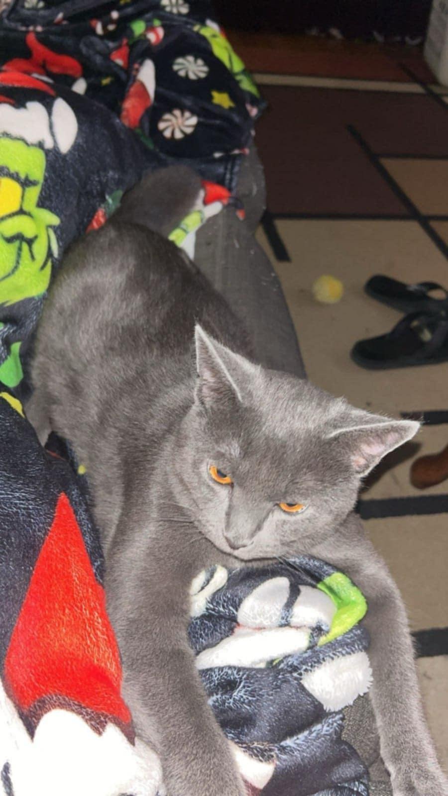 Berizol, a Adoptable Domestic Short Hair in Trinity, NC image 2/4