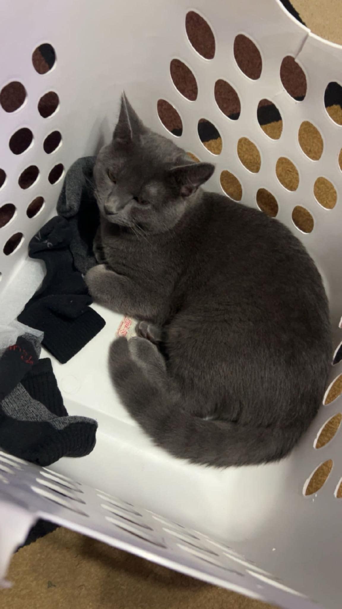 Berizol, a Adoptable Domestic Short Hair in Trinity, NC image 3/4