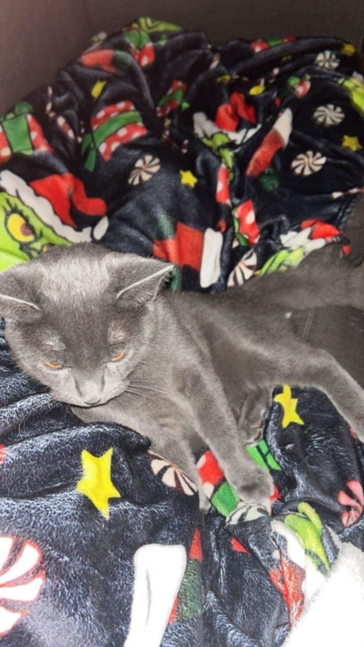 Berizol, a Adoptable Domestic Short Hair in Trinity, NC image 4/4