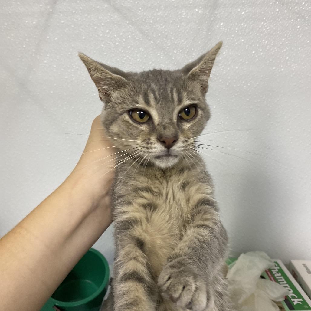 Enlarge Tabby, a Adoptable Domestic Short Hair in Franklin, NC image 1/1