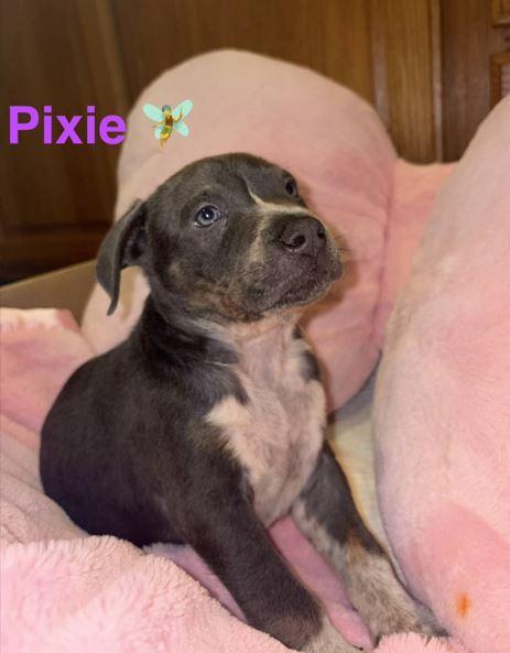 Pixie, Adoptable, Puppy Female Pit Bull Terrier.