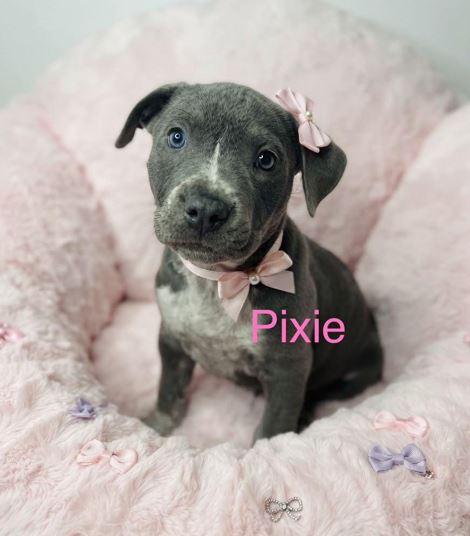 Enlarge Pixie, a Adoptable Pit Bull Terrier in Belleville, MI image 2/2