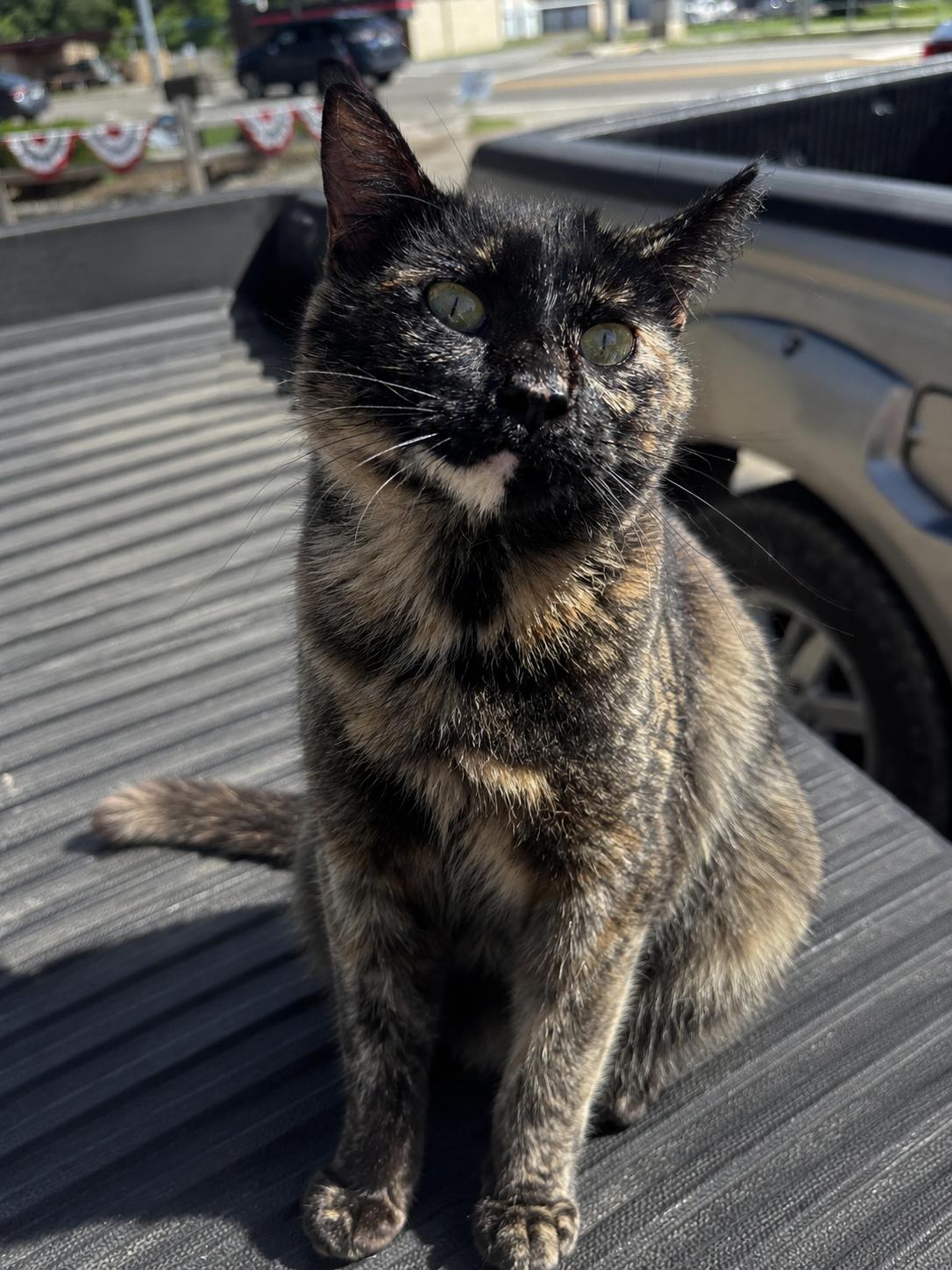 Twila, Adoptable, Young Female Tortoiseshell & Domestic Short Hair.
