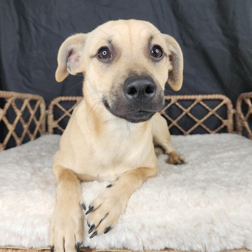 PetePete, Adoptable, Young Male Terrier.