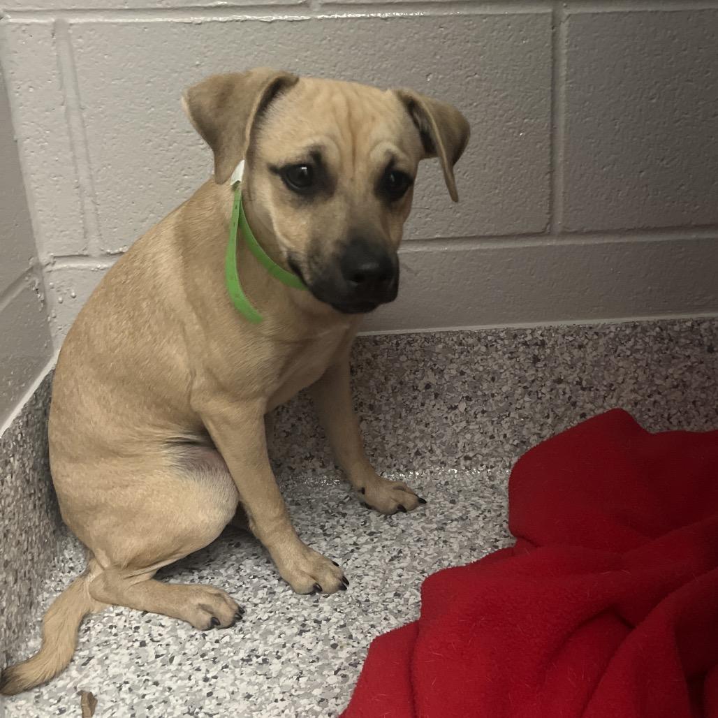 PetePete, Adoptable, Young Male Terrier.