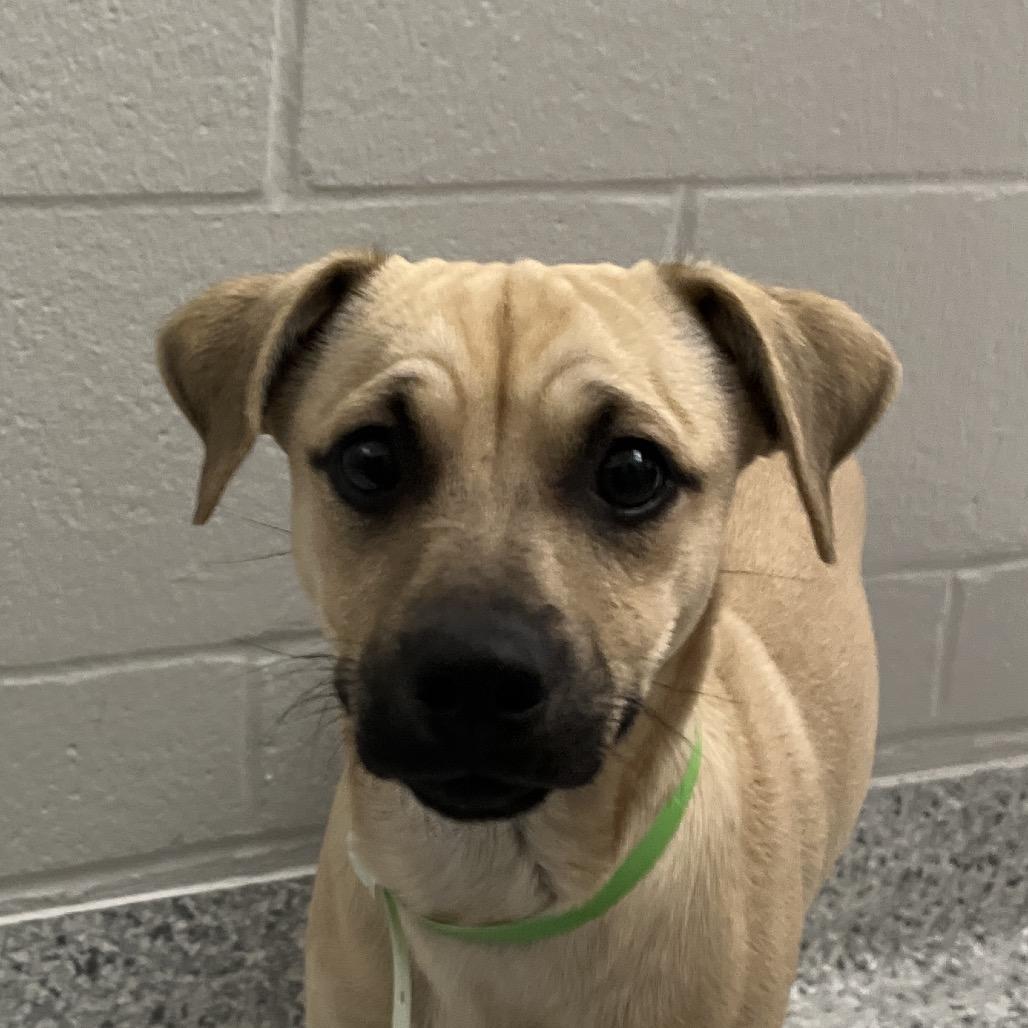 Enlarge PetePete, a Adoptable Terrier in Fort Wayne, IN image 2/4