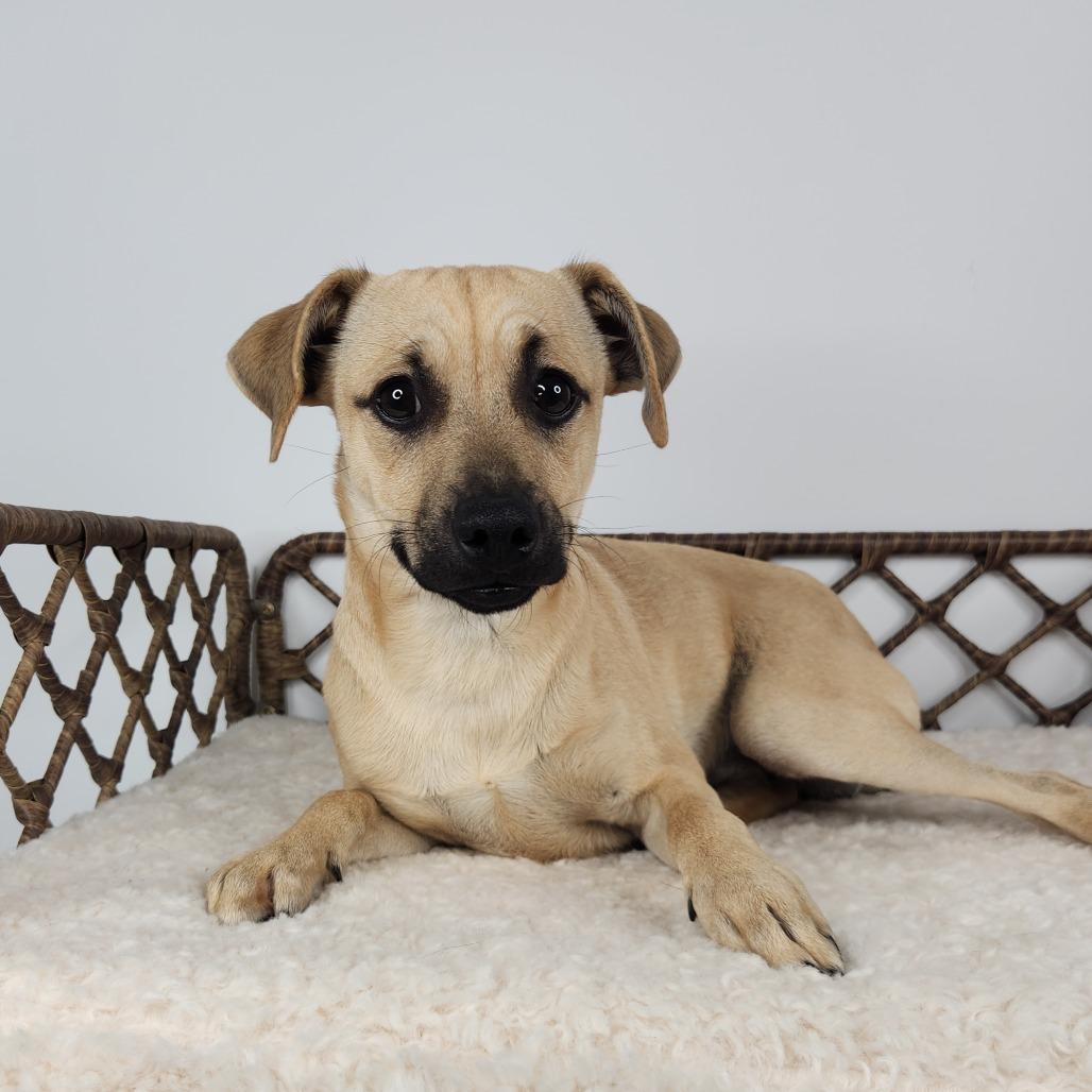 Enlarge PetePete, a Adoptable Terrier in Fort Wayne, IN image 4/4
