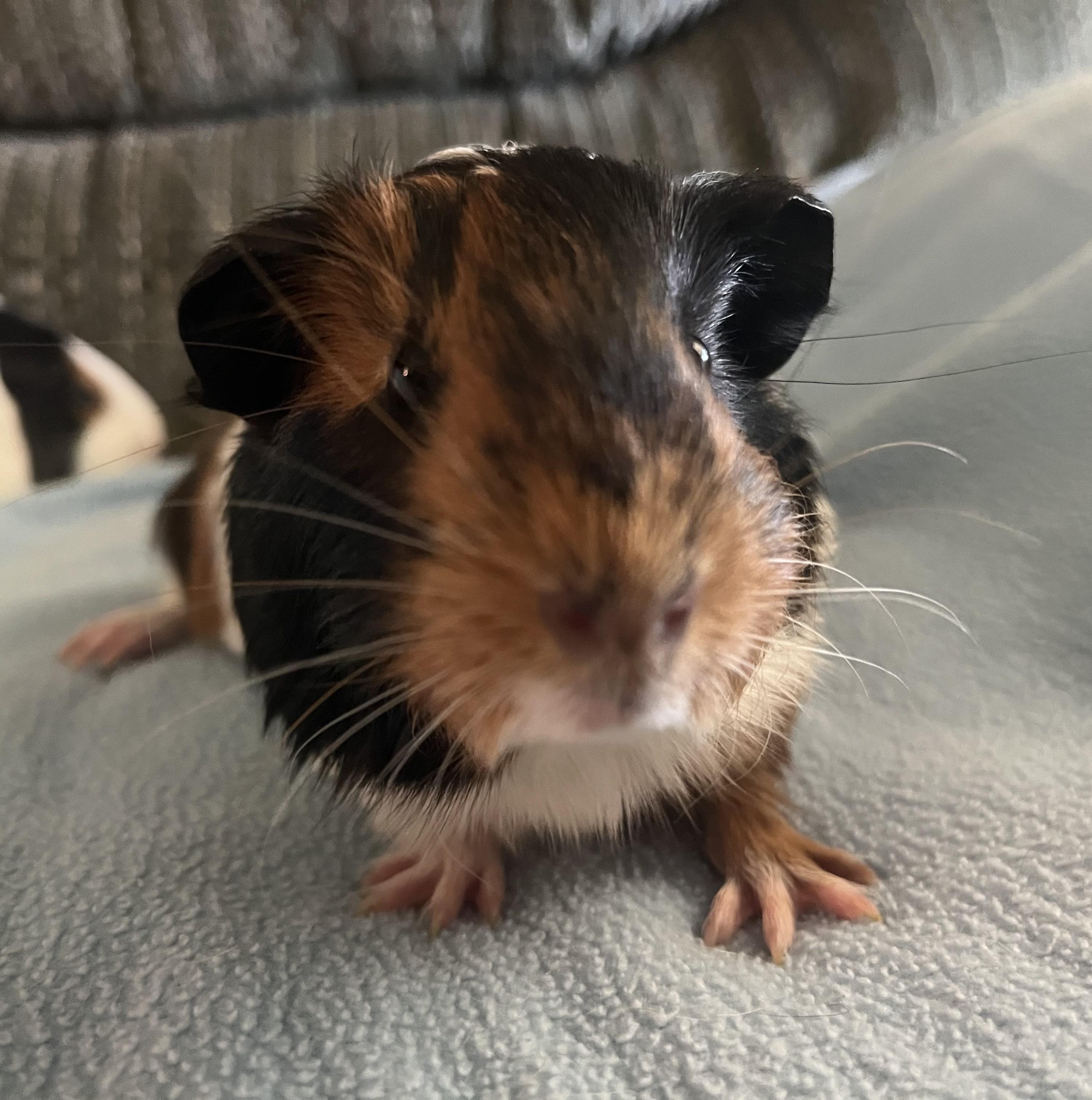 Enlarge Pixie & Fae, a Adoptable Guinea Pig in Austin, TX image 3/6