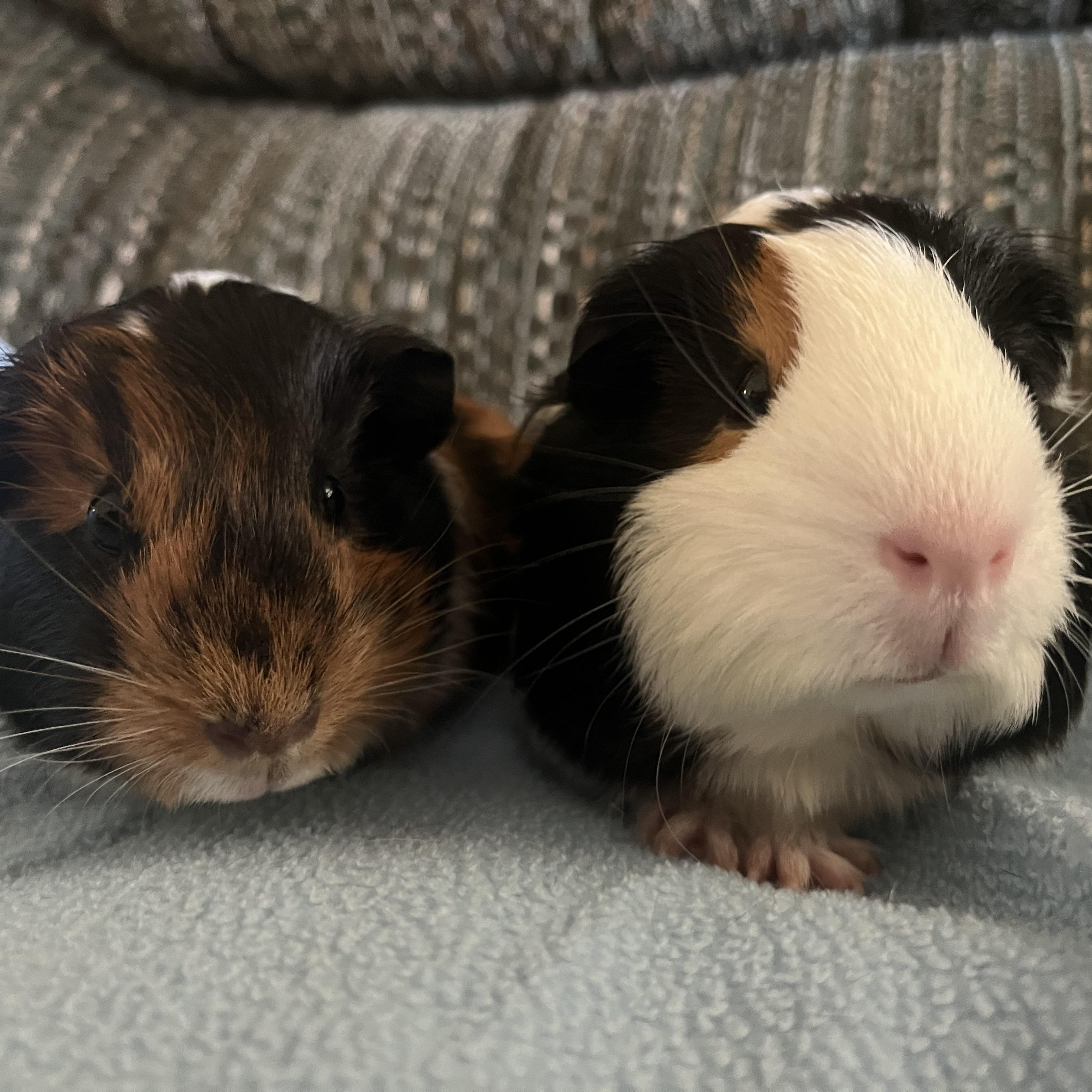 Enlarge Pixie & Fae, a Adoptable Guinea Pig in Austin, TX image 1/6