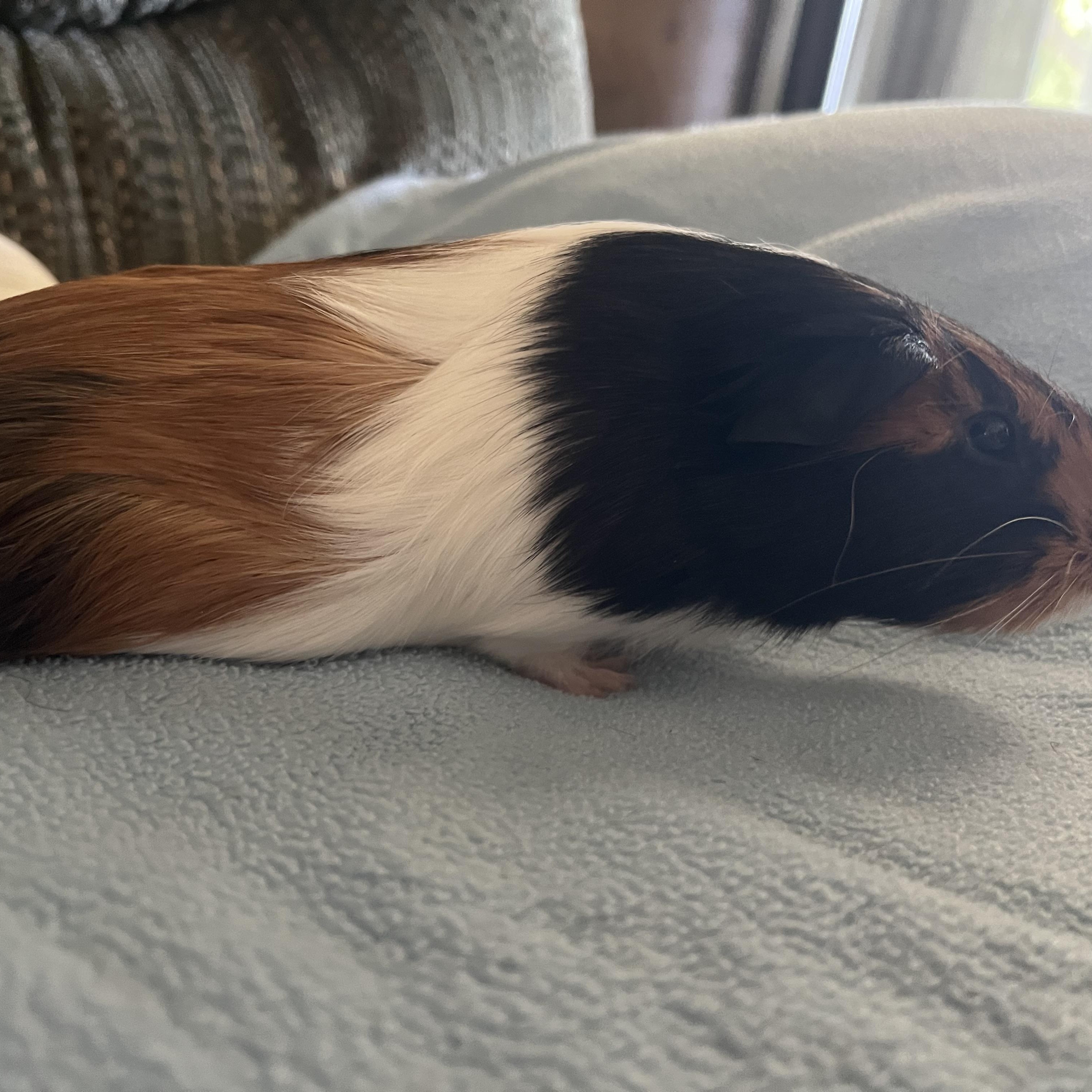 Enlarge Pixie & Fae, a Adoptable Guinea Pig in Austin, TX image 4/6