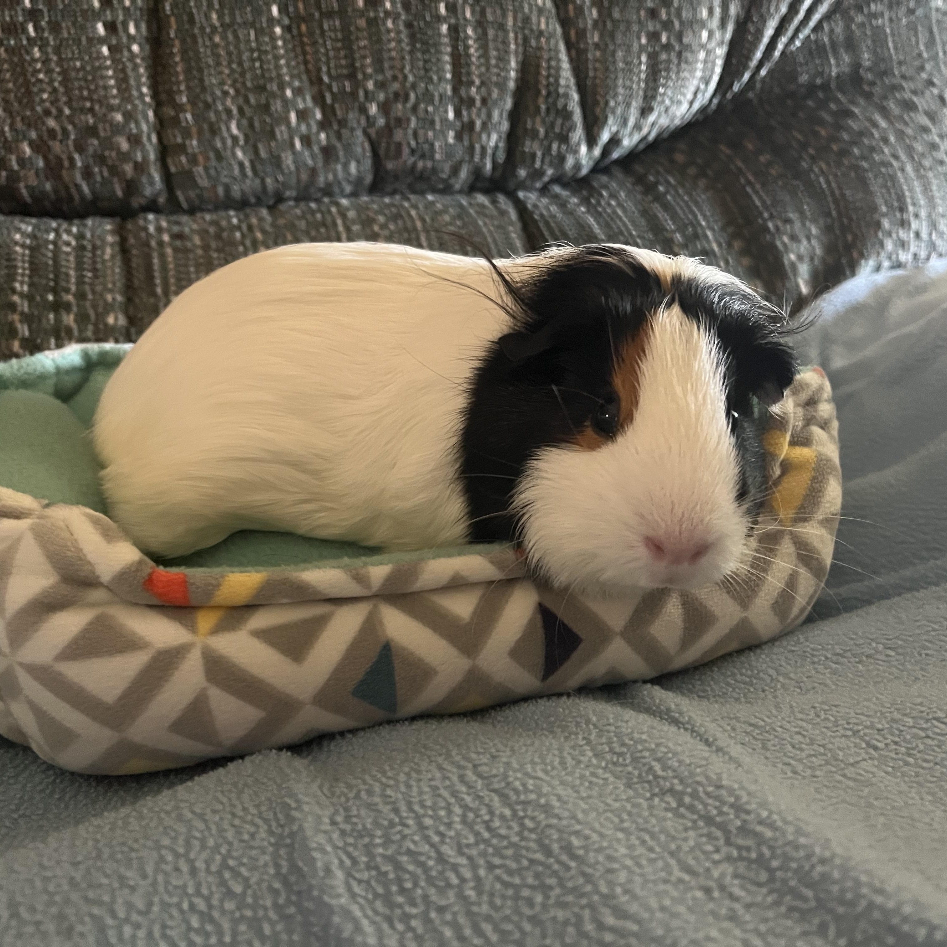 Enlarge Pixie & Fae, a Adoptable Guinea Pig in Austin, TX image 6/6