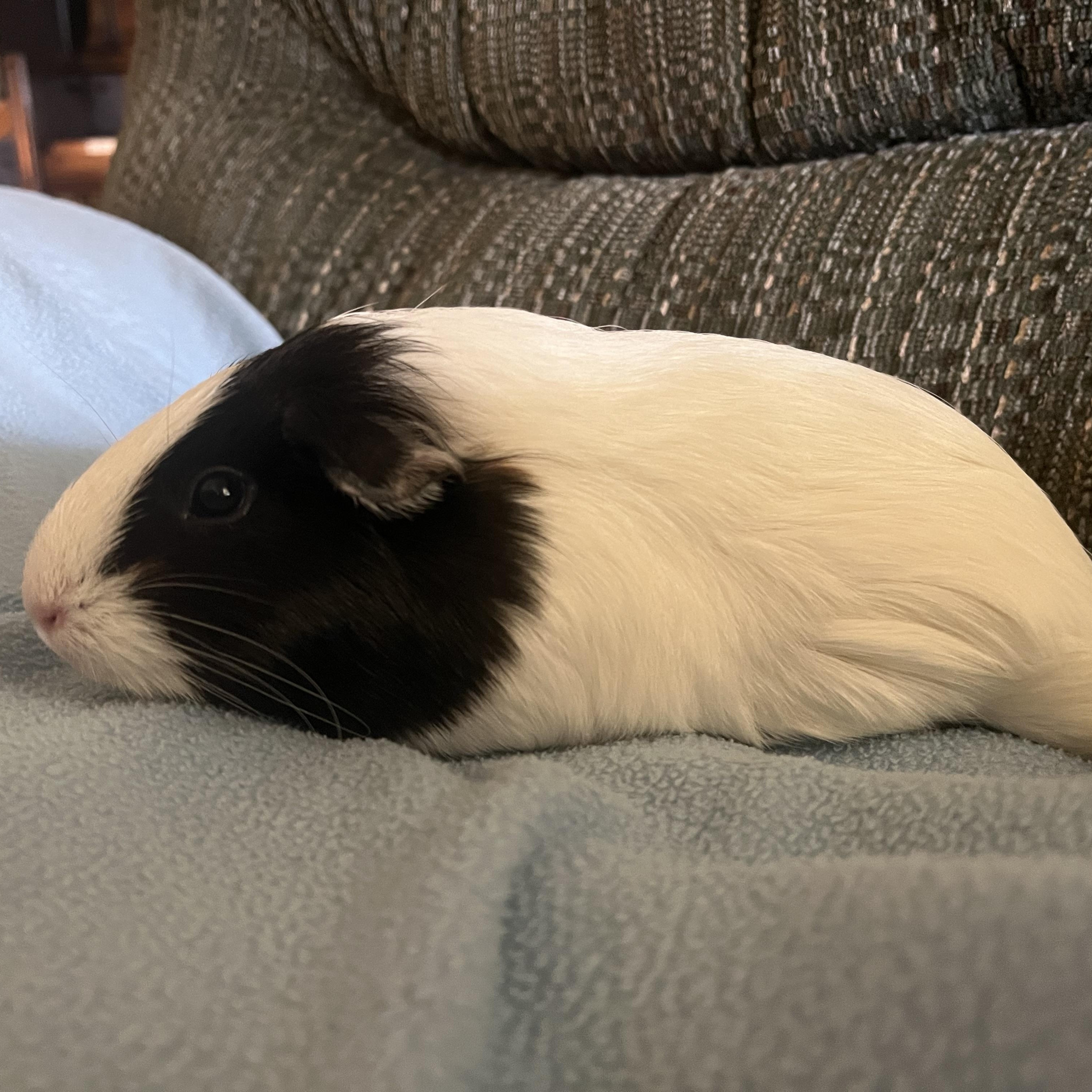 Enlarge Pixie & Fae, a Adoptable Guinea Pig in Austin, TX image 5/6