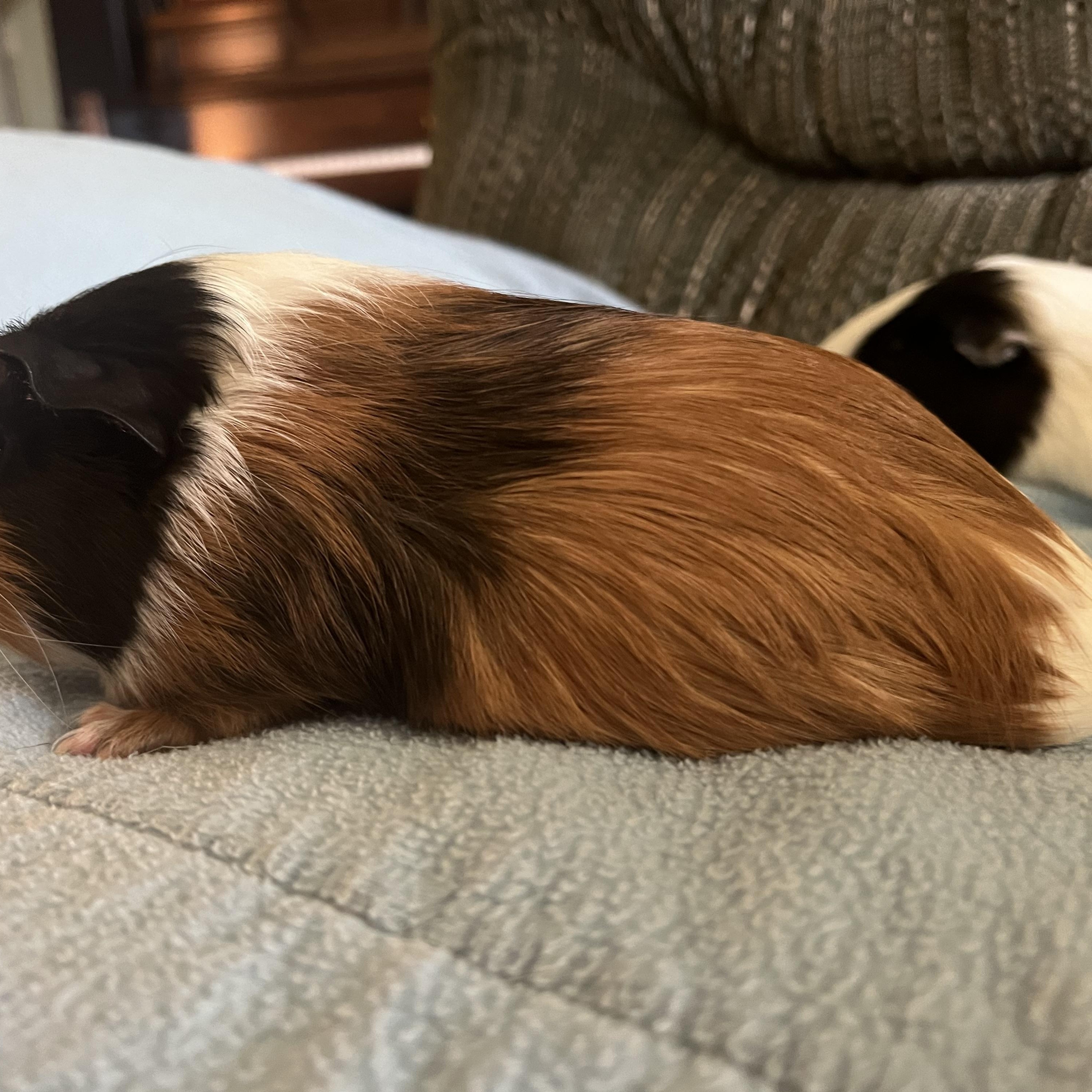 Enlarge Pixie & Fae, a Adoptable Guinea Pig in Austin, TX image 2/6