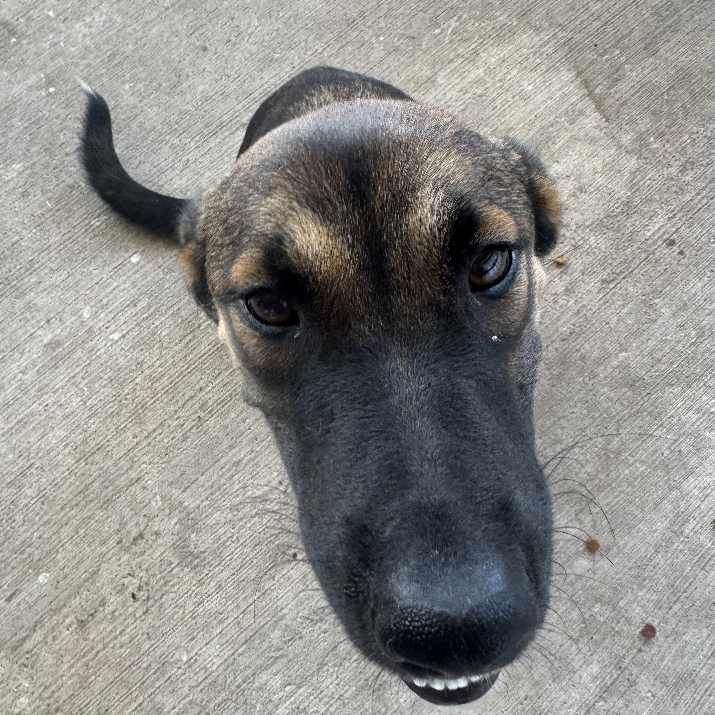 Enlarge Isla, a Adopted German Shepherd Dog in The Dalles, OR image 4/6