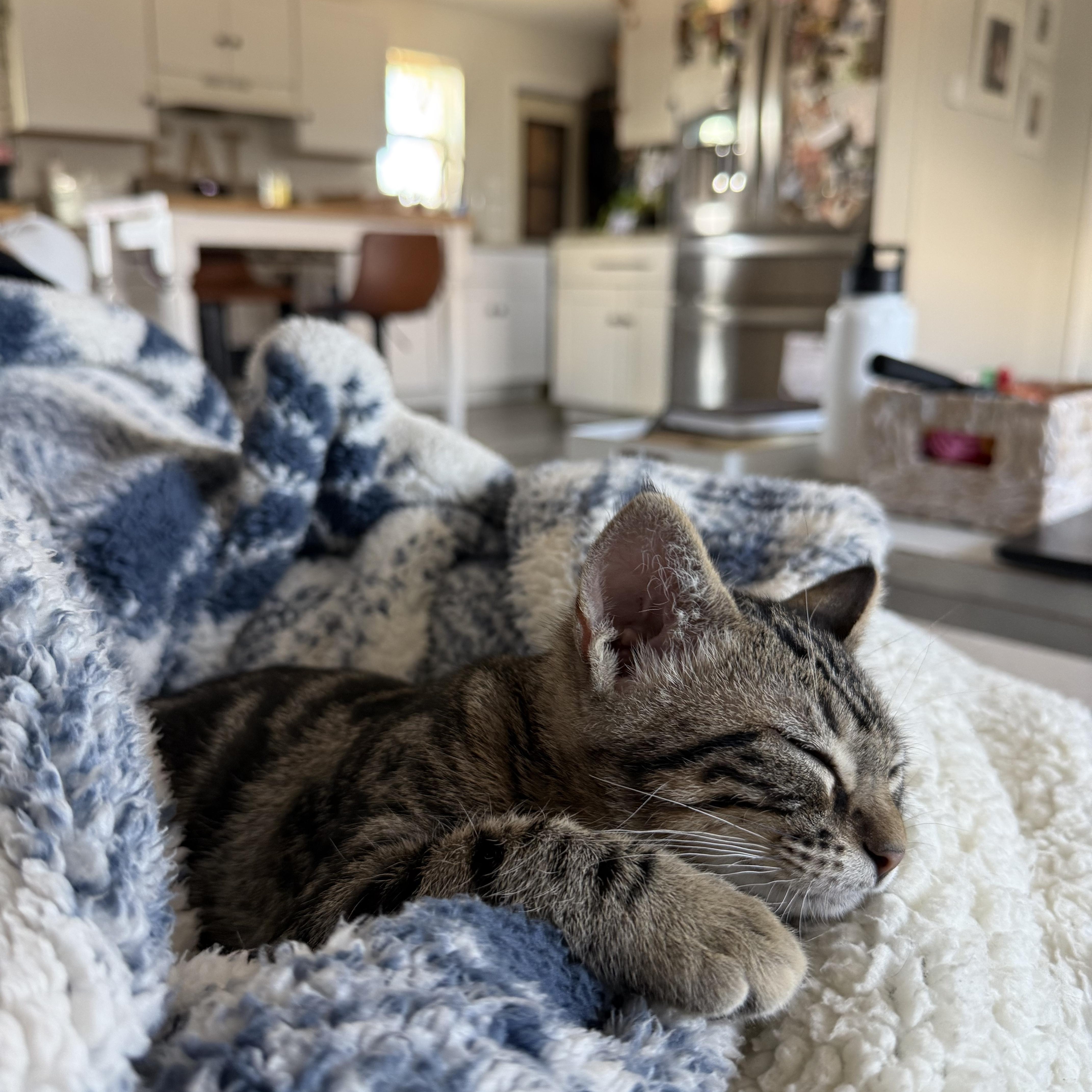 Enlarge Didgeridoo, a Adoptable Domestic Short Hair in San Luis Obispo, CA image 2/4