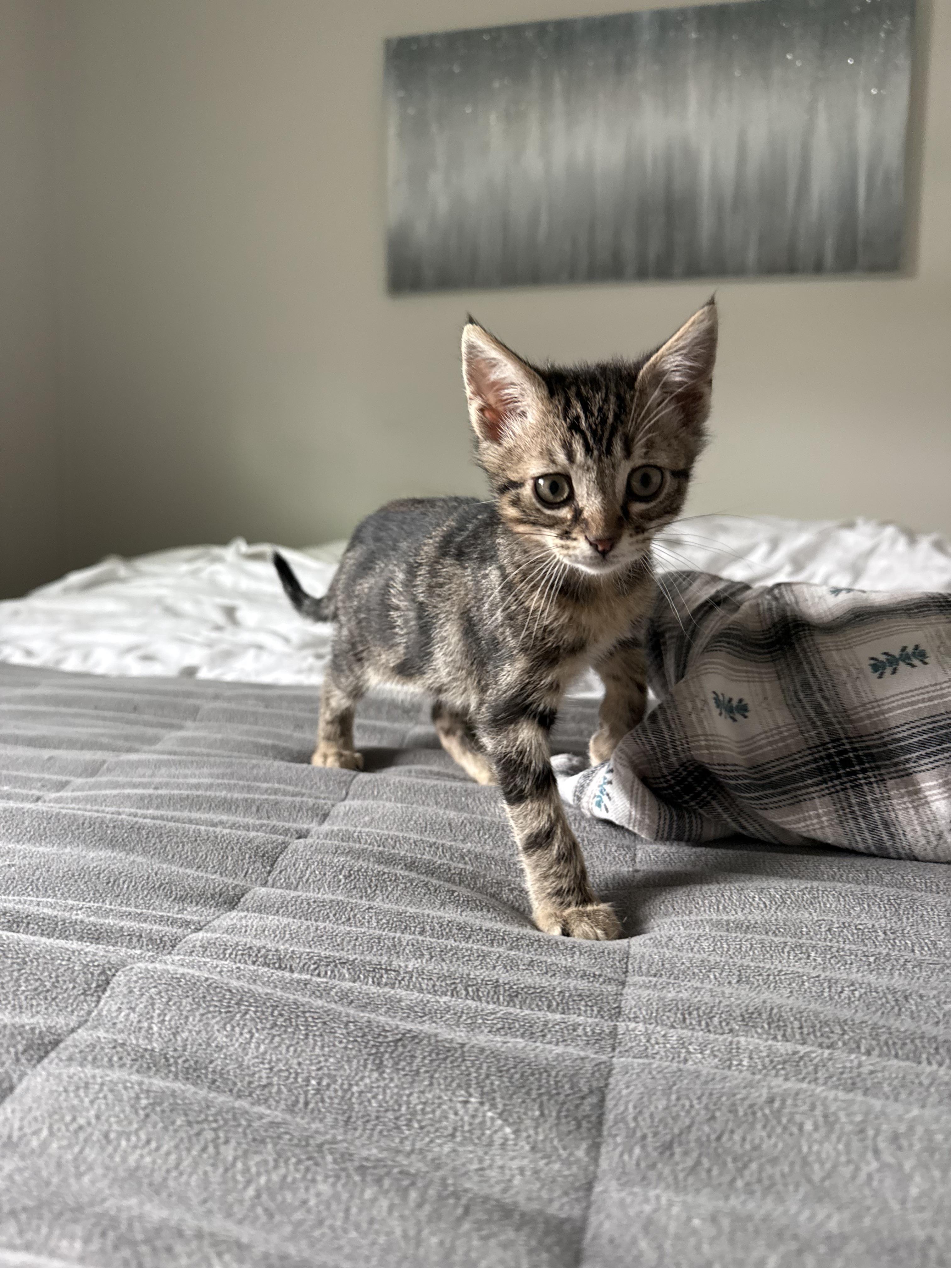 Enlarge Didgeridoo, a Adoptable Domestic Short Hair in San Luis Obispo, CA image 3/4