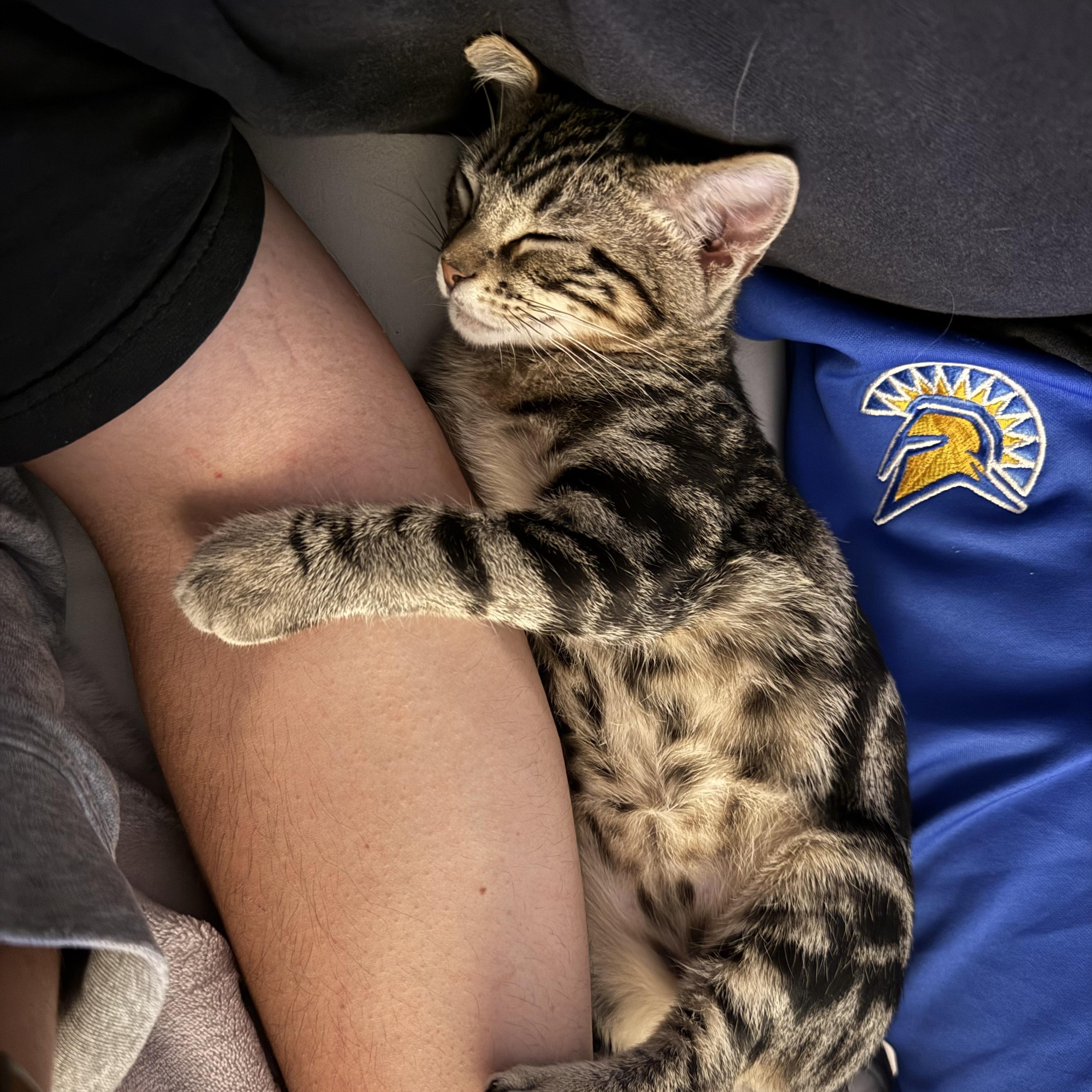 Enlarge Didgeridoo, a Adoptable Domestic Short Hair in San Luis Obispo, CA image 4/4