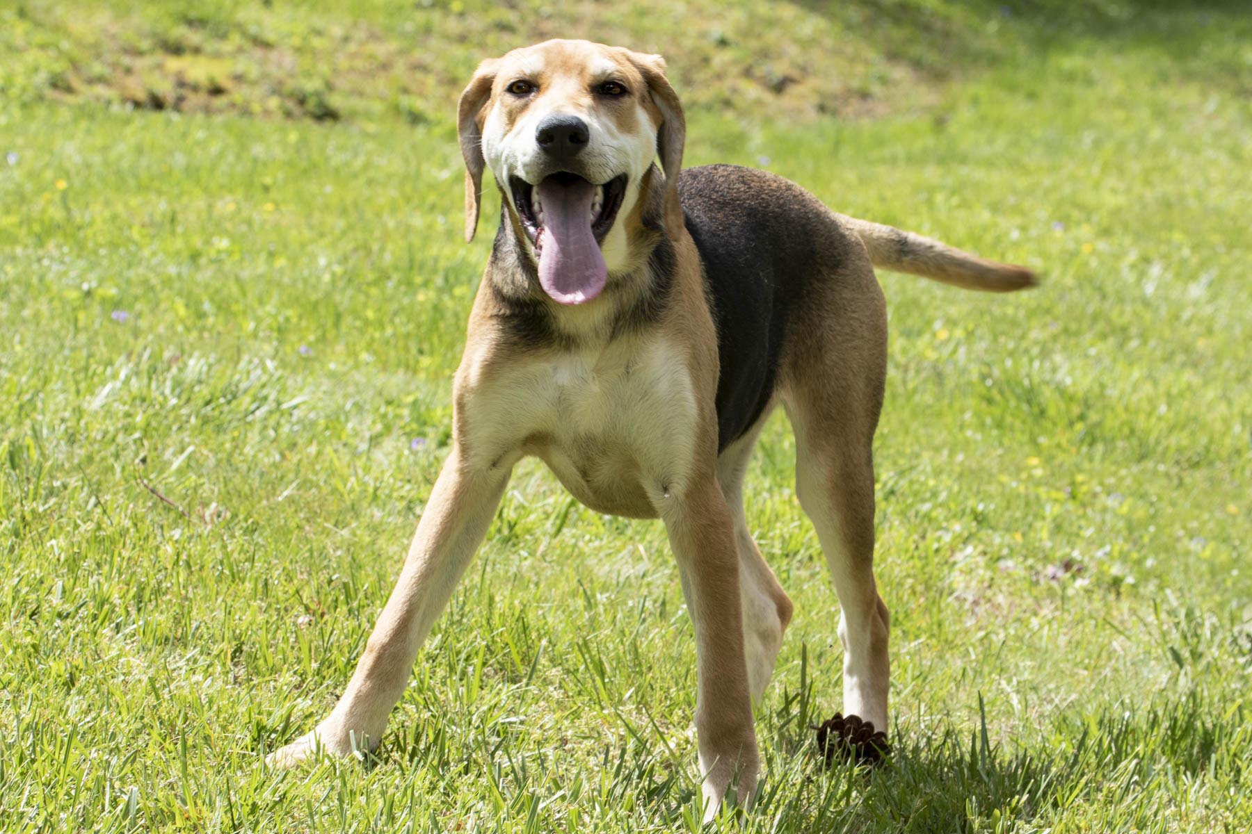 Enlarge Happy, a Adoptable mixed breed in Cashiers, NC image 2/6