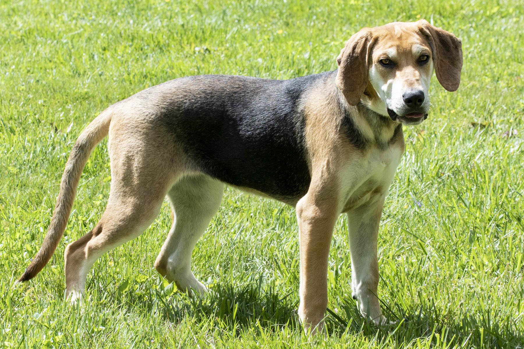 Enlarge Happy, a Adoptable mixed breed in Cashiers, NC image 5/6