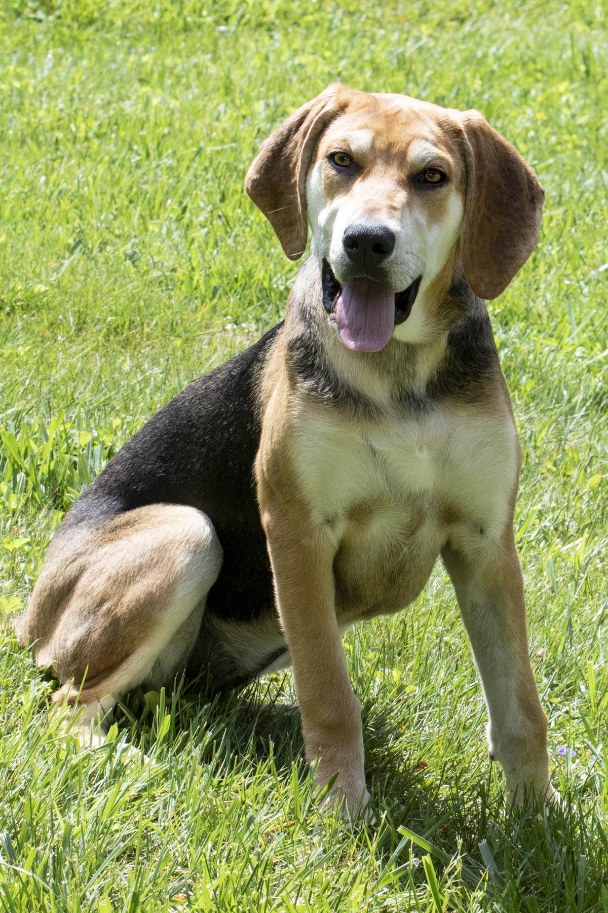 Enlarge Happy, a Adoptable mixed breed in Cashiers, NC image 1/6