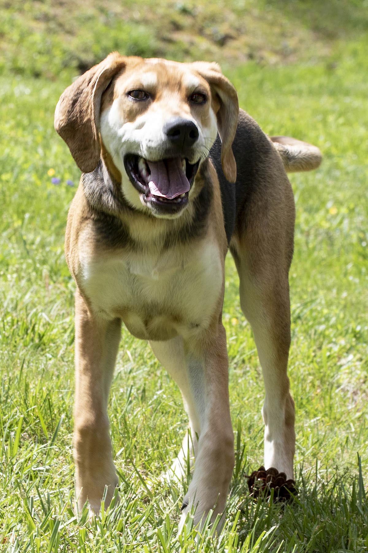 Enlarge Happy, a Adoptable mixed breed in Cashiers, NC image 6/6