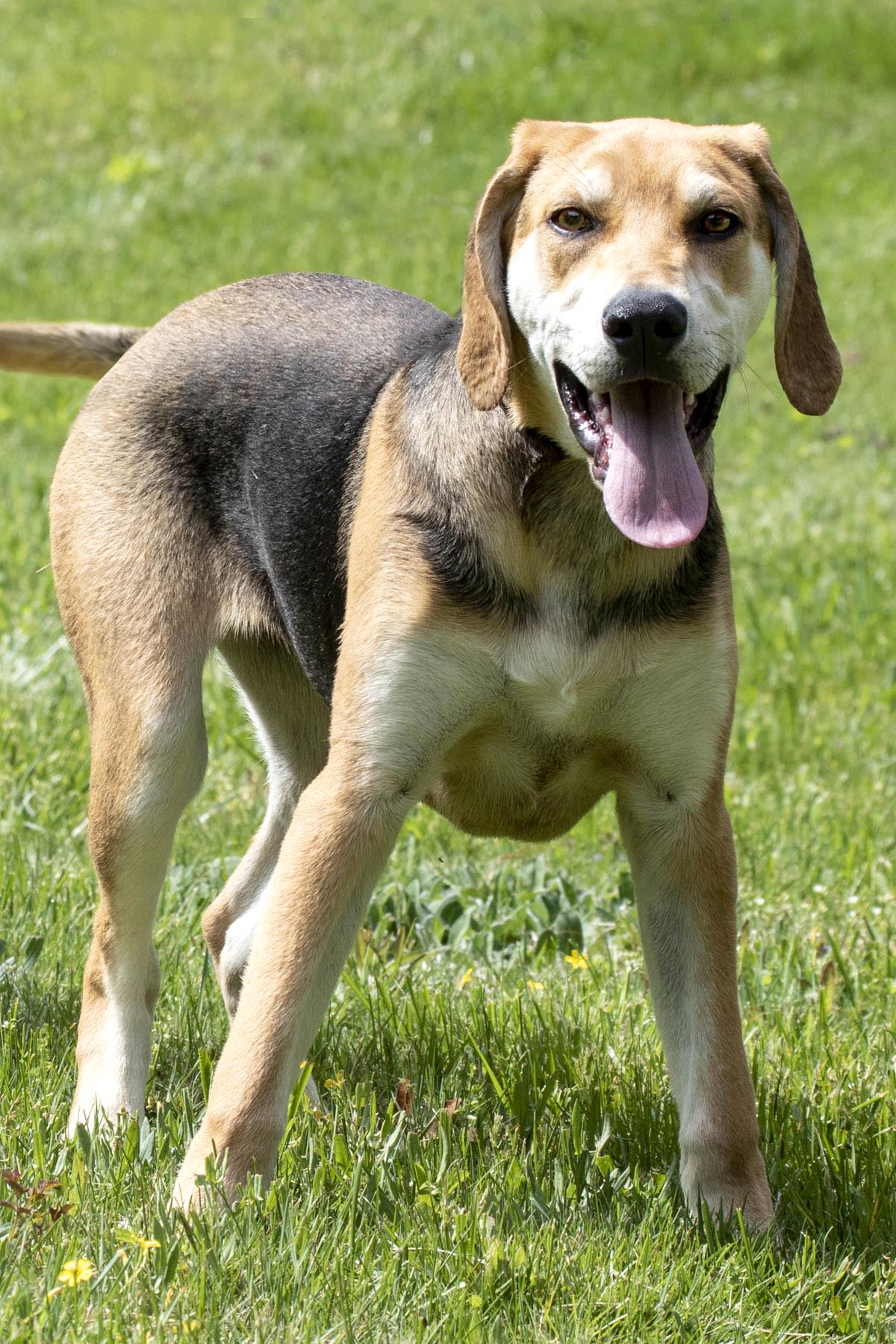 Enlarge Happy, a Adoptable mixed breed in Cashiers, NC image 4/6