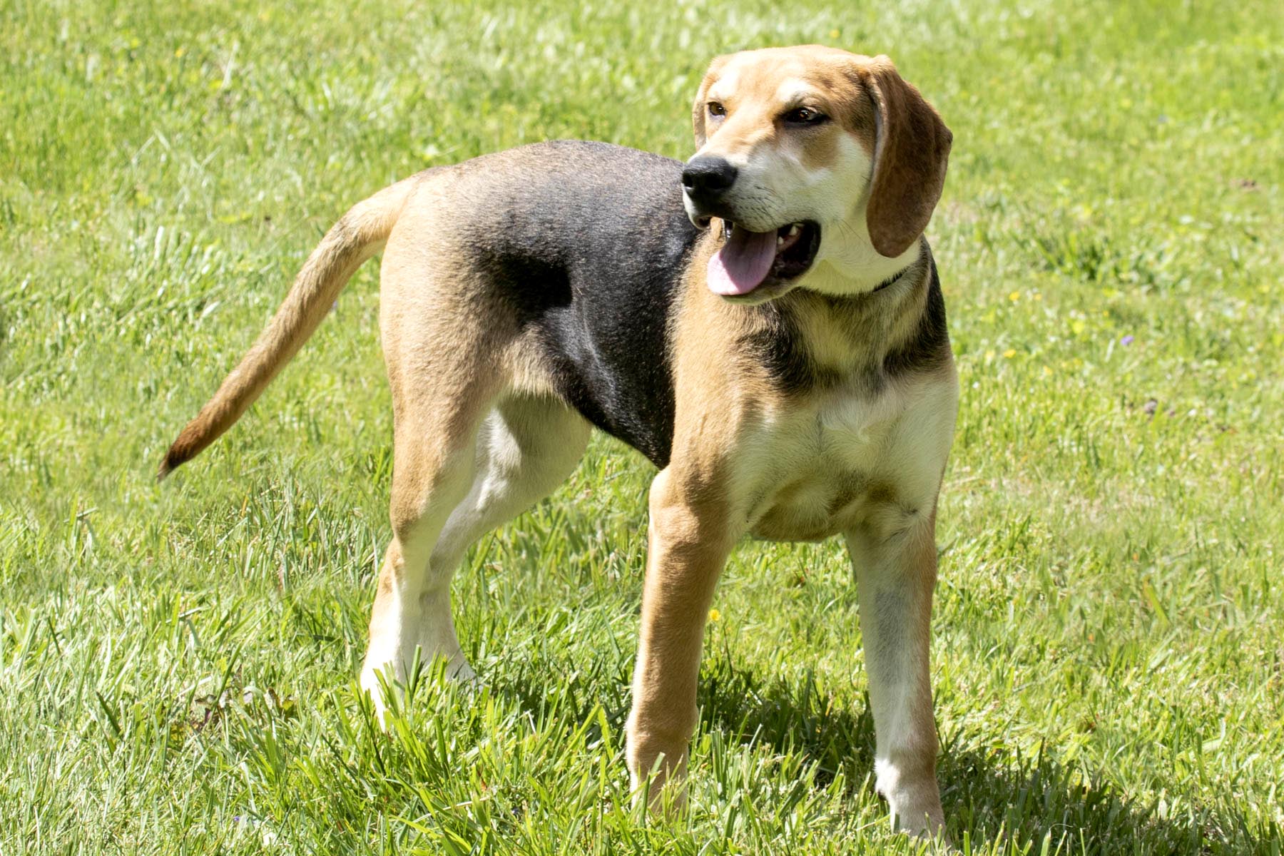Enlarge Happy, a Adoptable mixed breed in Cashiers, NC image 3/6