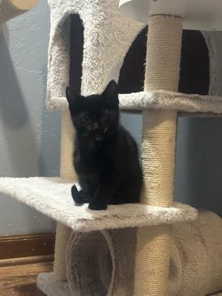 Mordekai, an adopted Domestic Short Hair in Neenah, WI image 2/3