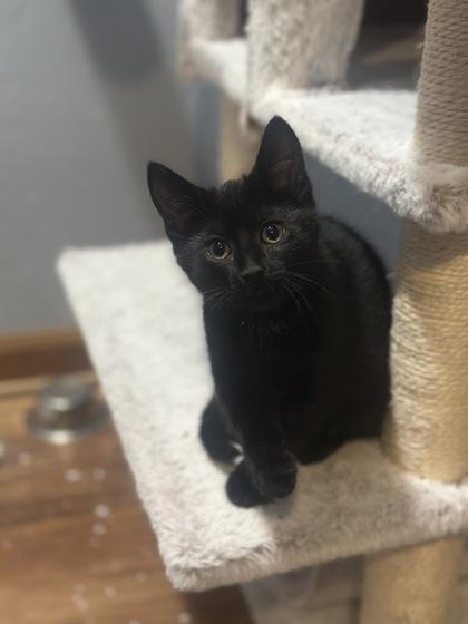 Mordekai, adopted, Kitten Female Domestic Short Hair.