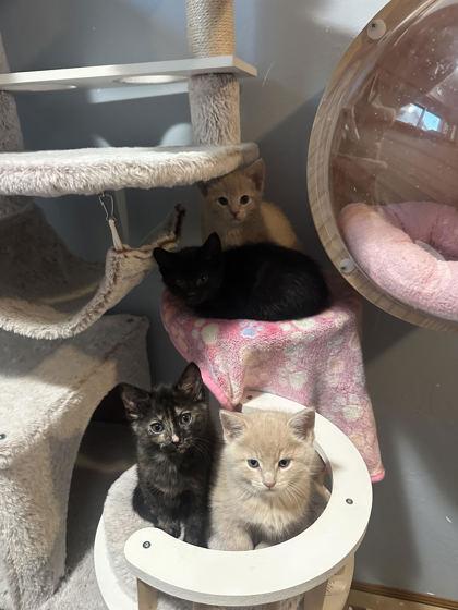 Mordekai, an adopted Domestic Short Hair in Neenah, WI image 3/3
