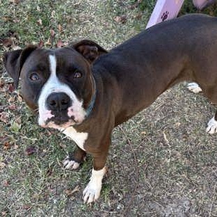 Enlarge Diamond, a Adoptable mixed breed in The Colony, TX image 5/6
