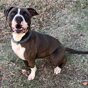 Enlarge Diamond, a Adoptable mixed breed in The Colony, TX image 6/6