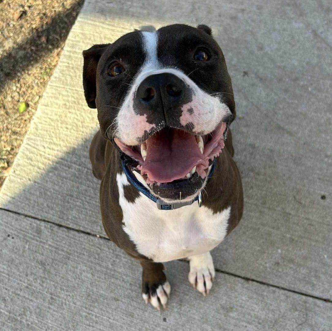 Enlarge Diamond, a Adoptable mixed breed in The Colony, TX image 5/5