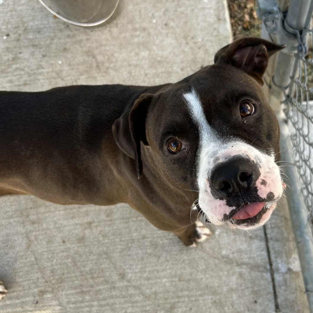 Enlarge Diamond, a Adoptable mixed breed in The Colony, TX image 3/5