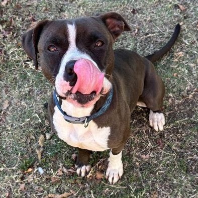 Enlarge Diamond, a Adoptable mixed breed in The Colony, TX image 1/6