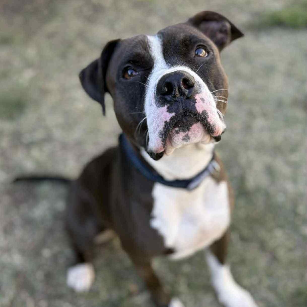 Enlarge Diamond, a Adoptable mixed breed in The Colony, TX image 1/5