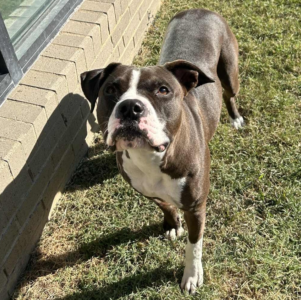 Enlarge Diamond, a Adoptable mixed breed in The Colony, TX image 4/5