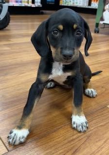 Millie, an adopted Beagle in Longwood, FL image 2/5