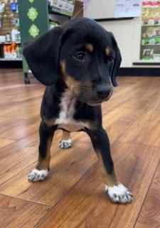 Millie, an adopted Beagle in Longwood, FL image 4/5