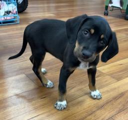 Millie, an adopted Beagle in Longwood, FL image 3/5