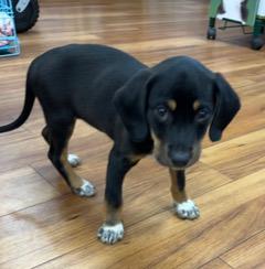 Millie, adopted, Puppy Female Beagle.